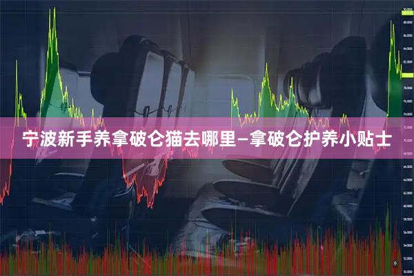 宁波新手养拿破仑猫去哪里—拿破仑护养小贴士